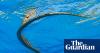 ‘This is a tragedy’: swimming snakes open new front in battle with Balearic lizards
