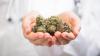 Anhie Nguyen is the gatekeeper of NatureMed’s cannabis quality