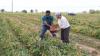 CARDI showcase successful black-eyed peas harvest in Trinidad