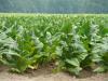 Rising tobacco farming exposes African workers to health risks – WHO