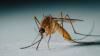 Researchers successfully freeze and revive Anopheles gambiae mosquito larvae