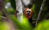 The global trafficking ring preying on a rare golden monkey from Brazil