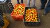 Study Reveals Massive Land Requirements for Caribbean Food Independence
