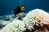 Coral Reefs in French Polynesia Are Stuck Between Life and Death