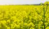 Moldovan rapeseed in season-2026: waiting for a new record?
