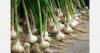 Spanish garlic growers seek protection from low-priced imports