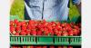 Estonian strawberry origin testing system remains unused