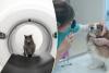 Jet-set vet: New animal hospital in Water Mill offers Hamptons pets around-the-clock care