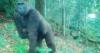 Camera Trap Captures One-Armed Gorilla Raising Newborn in the Wild