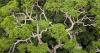 Congo Basin, the world's largest ecological lung, attracts over $3 billion in project funding