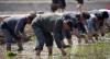 ‘Even 12 bodies wouldn’t be enough’: North Koreans struggle under farm mobilization crackdown