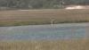 Study links wetland loss to rising flood damage costs across North Carolina