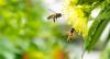 La Paz Firefighters Issue Bee Swarm Safety Alert