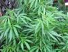 CDC: Cannabis Hyperemesis Syndrome ER Visits Jump After New Diagnosis Code