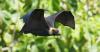 Count finds 269 fanihi across Guam, Saipan, Tinian