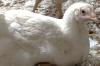 MHP acquires Nitsiakos poultry company of Greece