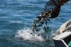 Armenia approves rules to enable fish exports to EU market