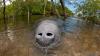 Amazon oil drilling plan excludes unique hybrid manatees too big for rescue