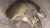 Rare sea turtle seen nesting on Florida beach for first time ever