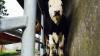 EU moves to ease rules on bluetongue virus