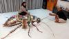 Bahrain’s 3D couple rides high with ‘Roach Royce’