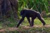 Did Human Ancestors Walk on Their Knuckles Like Today's Chimpanzees? New Research Adds More Evidence to the Debate