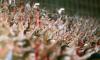 As countries prepare for the 2026 FIFA World Cup™, PAHO issues recommendations to strengthen measles surveillance and vaccination