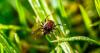 High tick risk this June across 10 states sparks Lyme disease concerns
