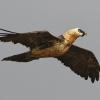 Conservationists mark 20 years of Bearded Vulture protection in KZN