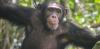Why do male chimpanzees throw rocks at the same trees for more than a decade? We travelled to remote Guinea-Bissau to find out