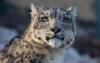 Kyrgyzstan to open scientific and rehabilitation center for wild animals