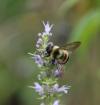U.S. Fish and Wildlife Service finalizes habitat protections for endangered Rusty Patched Bumble Bee