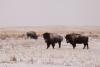 Lawsuits challenge federal ban on bison grazing in Montana