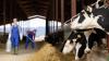 How rumoured Canadian dairy changes could trigger more milk dumping