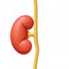 Glyphosate Exposure Linked to Kidney Health in Workers