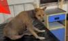 GCC Opens Rs 7.87-Crore Dog Sterilisation Centre, Vet Hospital In...