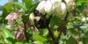 Wildlife experts track Vermont pollinators’ preferences