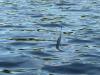 Minnesota launching new electronic hunting and fishing licensing system