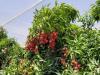 Improving Litchi Yield and Quality Using Shade Nets and Sprinklers