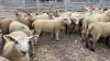 Farmers advised on tackling lameness in sheep at open day