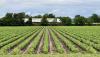 Arkansas soybean farmers cross fingers as July approaches