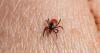 Citizen scientist study requests ticks from North Dakotans