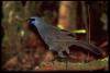 Feathers, forests and foreshore finds across Auckland