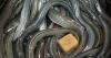 World-first farmed eel sales: Japan moves to reduce reliance on wild eel stocks with new farming breakthrough