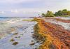 Seaweed pest targeted for sustainable textiles