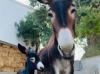 From Silk Road camels to Cyprus donkeys