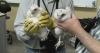 WPS Peregrine Falcon chicks tagged with solar-powered GPS for research, tracking purposes