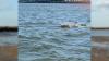Maryland Reminds Locals To Stay Alert For Marine Life As Dolphins Are Spotted Off Calvert County’s Shores