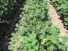MDA reminder: June dicamba restrictions for 2026 growing season in Minnesota