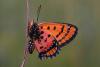 Scientists discover dozens of new species including fluorescent spider, during remote Angola expedition